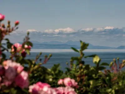 a view of the ocean with flowers in the foreground at Cairn-O-Mhor in Lendalfoot