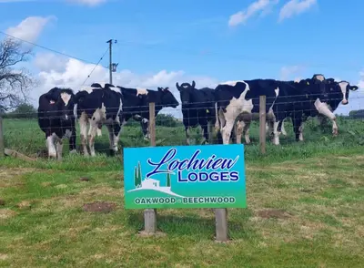 a sign in front of a herd of cows behind a fence at 2 Bedroom Sleeps 4 Lodge-Smart Tv-Hot tub-Dogs Ok in Lochwinnoch