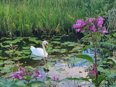 a white swan swimming in a pond with purple flowers at 2 Bedroom Sleeps 4 Lodge-Smart Tv-Hot tub-Dogs Ok in Lochwinnoch