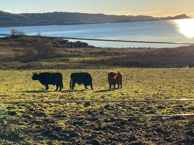 a group of cows standing in a field at Mawenyoupe in Lochgilphead