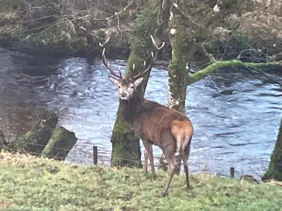 a deer with horns standing next to a river at Mingulay, Cuil Bay in Appin