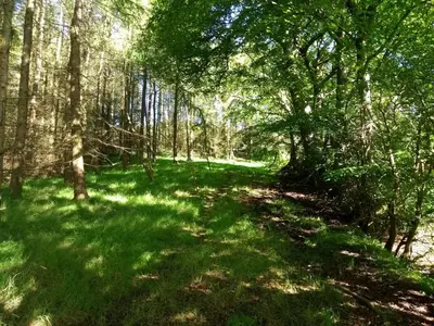 a path in the woods with green grass and trees at Cleeves Cabins Ailsa Luxury Lodge with hot tub in Dalry