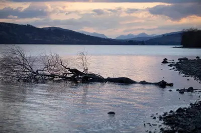 a dead tree in the middle of a lake at MacKintosh in Pitlochry