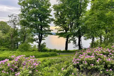 a path through a field of flowers with a lake in the background at Musselshell Lodge in Otter Ferry