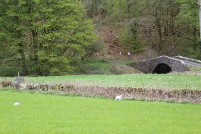 two animals grazing in a field with a bridge at Lazy Days Lodge, Glendevon, Perthshire in Glendevon