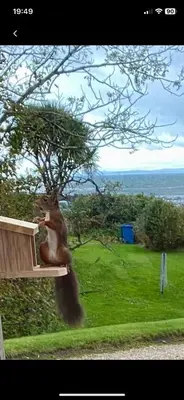 a squirrel is sitting on a park bench at Lamlash- Self catering accommodation with seaviews in Lamlash