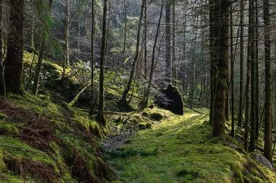 a path in a forest with trees and grass at Inveraray Hostel in Inveraray
