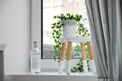 a plant sitting on a stool next to a window at McCaig's Way in Oban