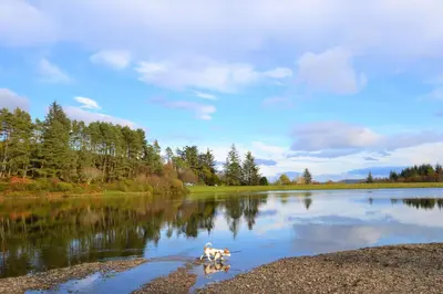 two dogs walking in the water on a lake at Kimberley Apartment in Dunoon