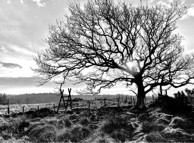 a black and white photo of a tree in a field at The Lodge at Muir Estate in Thornhill
