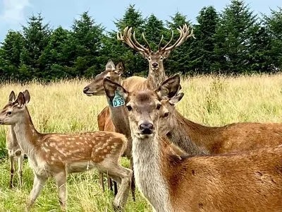 a group of deer standing in a field at The Lodge at Muir Estate in Thornhill