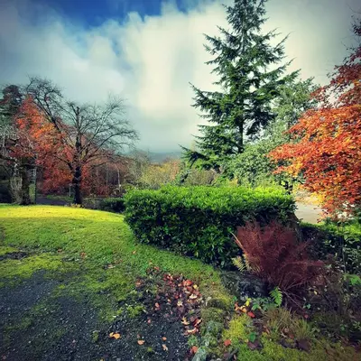 a hedge in a field with a tree in the background at Glenorchy Lodge Hotel-Rooms Only in Dalmally
