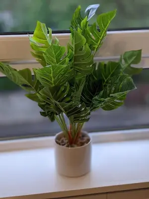 a green plant in a white pot on a window sill at Glenclova - No 5 Bellyeoman, bright two bedroom apartment in Fife