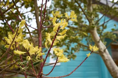 a tree with yellow flowers in front of a blue building at The Moorings, overlooking Loch Fyne in Cairndow