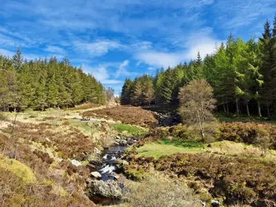 a river in the middle of a field with trees at Sunnyside in New Galloway