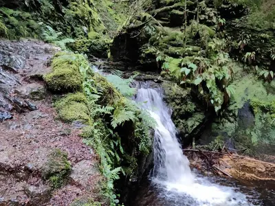 a waterfall in the middle of a forest at Willow Lodge in Rashfield