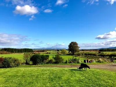 a dog walking in the grass in a field at Trossachs Barn & Cabin - boutique B&B in Port of Menteith