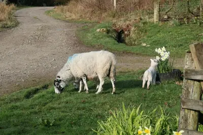 a sheep and a baby lamb grazing in the grass at Spacious lodge with king sized bed in Inveraray