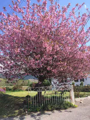 a tree with pink flowers behind a fence at Bonawe House Holiday Cottages in Taynuilt