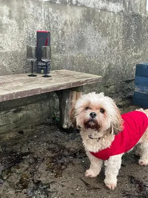 a small dog wearing a red sweater next to a picnic table at Dunoon River Clyde Flat in Innellan