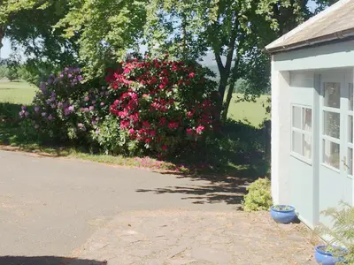 a bush of pink flowers next to a house at The Wee House in Muthill