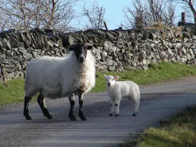 two sheep standing in the middle of a road at Sunnybrae, Isle of Luing in Cullipool