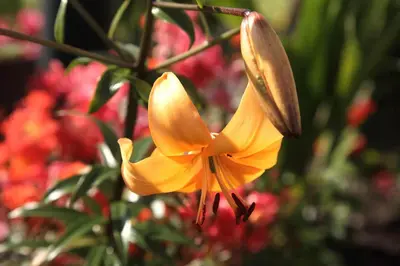 a close up of a yellow flower on a plant at SGE Esplanade Hotel in Dunoon