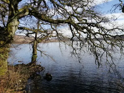 a tree hanging over a body of water at Nest Holiday Home Central Callander, Trossachs Self-catering in Callander