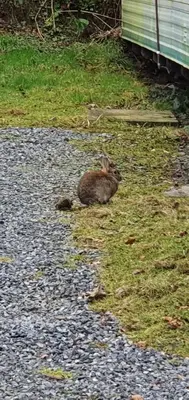 a rabbit sitting on the grass next to a house at The Rabbit Hill Holiday Home in Ballantrae