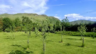a group of trees in a field with mountains in the background at Balbeg Cottage in Straiton