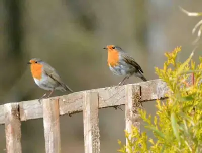 two birds perched on top of a wooden fence at The Den - your cosy sleepover space in Saint Fillans