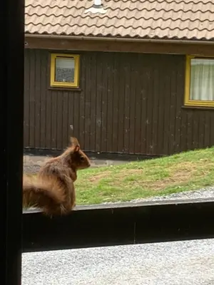 a cat is sitting on a window sill at Milton Bay Luxury lodge wrapped in exceptional scenery in Morenish