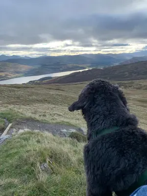a black dog sitting on top of a field at Milton Bay Luxury lodge wrapped in exceptional scenery in Morenish