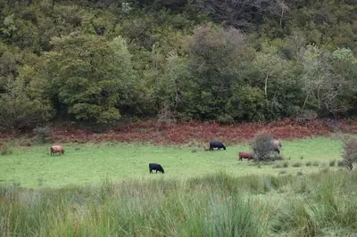 a group of animals grazing in a field at Springbank Apartment - Sleeps 4 - Pet Friendly in Fort William