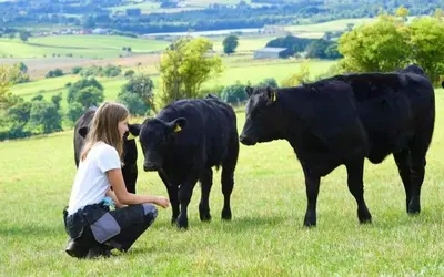 a woman kneeling in a field with three black cows at Fox's Den in Bathgate