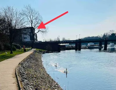 a red bird flying over a river with two swans at Riverside View Penthouse in Balloch, Loch Lomond in Balloch
