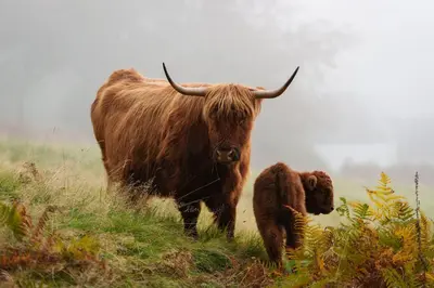 a cow and a baby bull standing in a field at Nether Glenny Farm in Stirling