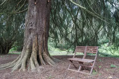 a wooden chair sitting next to a tree at 1-Bed Cabin 2 Adults Outdoor Bath & Wood Burner in Carluke