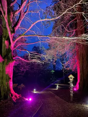 a night view of a tree with pink lights at 1-Bed Cabin 2 Adults Outdoor Bath & Wood Burner in Carluke