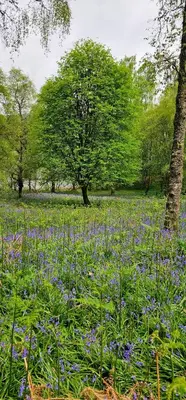 a field of purple flowers in a park with trees at Pinetree Cottage, dog friendly, Holiday let, Callander Invertrossachs in Callander