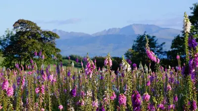 a field of purple flowers with mountains in the background at Tighnabruaich Duplex Apartment - Sea Views in Tighnabruaich