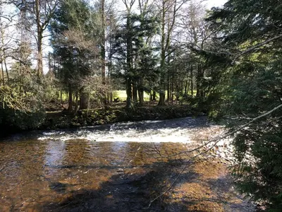 a stream in the middle of a forest with trees at Pucks Glen Lodges - Cosy Lodges in a Woodland Setting in Dunoon
