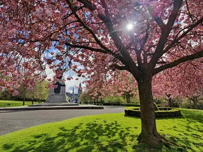 a tree in a park with pink flowers on it at Fabulous 2BD Maisonette Dunfermline, Fife in Dunfermline