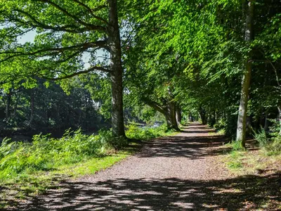 a forest path with trees on either side at Rubys Cottage in Crieff
