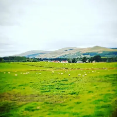a herd of sheep grazing in a green field at Romantic Rural Lodge - Private Outdoor Kitchen & Cosy Covered Lounge - Perth and Kinross - Hot Tub not included in Crook of Devon