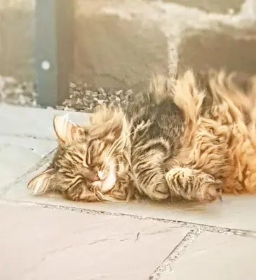 a cat laying on the ground with its eyes closed at Rural Private Lodge - With Hot Tub - Outdoor Kitchen and Covered Lounge for Two in Crook of Devon