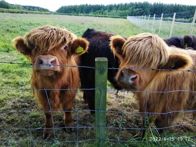 a group of cows standing behind a fence at Cottage with Panoramic Views in Kirk of Shotts