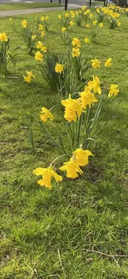 a bunch of yellow flowers in the grass at Caledonia House in Rosyth