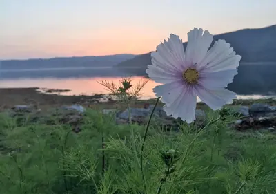 a white flower in a field with the sunset in the background at Seal Point Cabin - Luxury Glamping in Cairndow