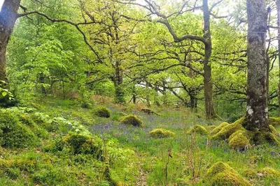 a wooded area with blue flowers and trees at Seal Point Cabin - Luxury Glamping in Cairndow